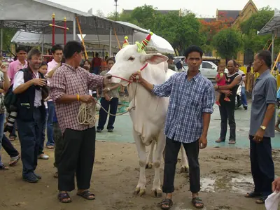 A white royal ox led away by handlers after the Royal Ploughing Ceremony (2009)