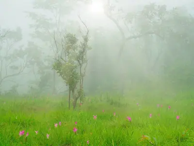 Sunrise through the mist over pink Siam Tulip blooms at Pa Hin Ngam National Park