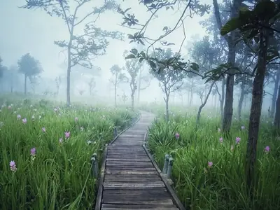A wooden boardwalk through a misty field of Siam Tulips in Chaiyaphum