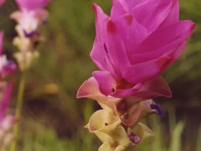 Close-up of a pink Siam Tulip (Curcuma alismatifolia) flower