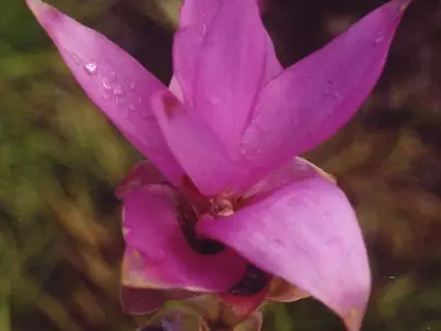 A pink Siam Tulip flower with green leaves
