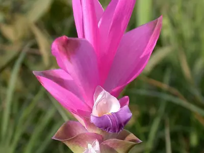 A bright pink Siam Tulip bloom on its stem