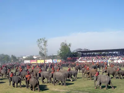 A large herd of elephants parading across the field at the Surin Elephant Show (2009)