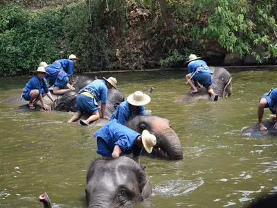 Mahouts in blue shirts bathe elephants in a river at the Thai Elephant Conservation Center in Lampang