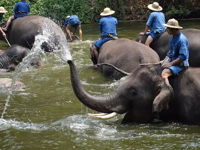 An elephant sprays water with its trunk during bathing time at the Thai Elephant Conservation Center