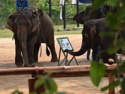 Elephants and mahouts in a demonstration at the Thai Elephant Conservation Center in Lampang