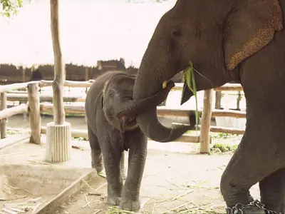 An elephant mother with her calf beside a wooden fence