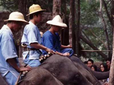 Mahouts on elephants in Lampang