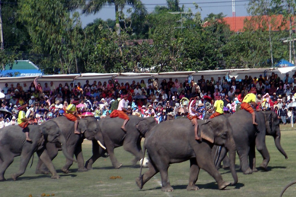Elephants at the Surin Elephant Round-up (photo: Per Meistrup, CC BY-SA 3.0, Wikimedia Commons)