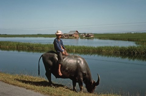Een man rijdt op een waterbuffel langs een onder water staand rijstveld in Thailand (historische foto, 1964) - sfeerbeeld van de dieren die bij de races worden gebruikt, niet het Chonburi-evenement zelf