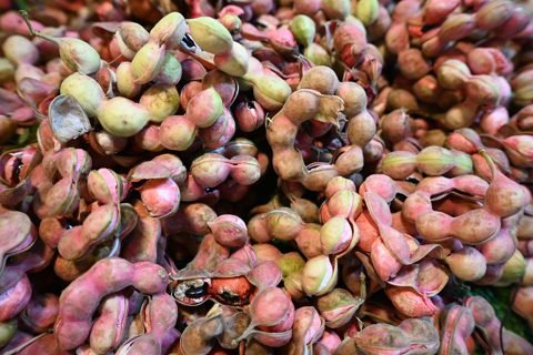 Vers geoogste zoete tamarindepeulen