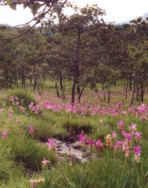 Siam tulip (Curcuma alismatifolia) in bloei