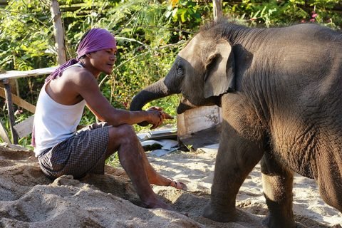 Mahout met een jonge olifant