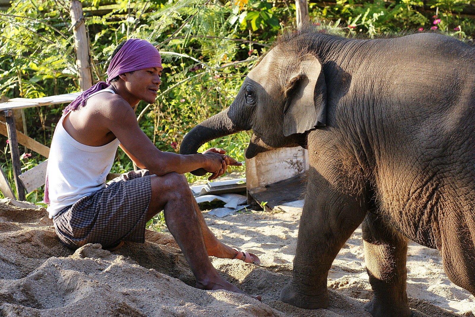 Mahout with a young elephant (photo: Alexander Klink, CC BY 3.0, Wikimedia Commons)