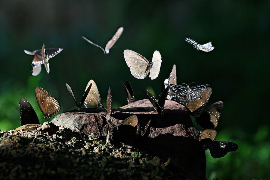 Pang Sida Nationaal Park, Sa Kaeo, Thailand