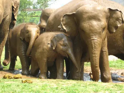 Elephants at  Elephant Nature Park