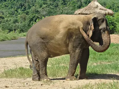 Asian elephant dust bathing in the Elephant Nature Park, Thailand