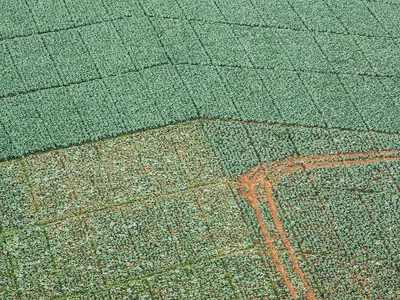 Cabbages Plantation Field on Mountain at Phu Thap Boek - Phu Hin Rong Kla National Park, Phitsanulok, Thailand
