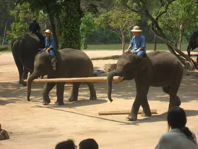 Elephants carry logs at the Thai Elephant Conservation Center, Lampang, Thailand