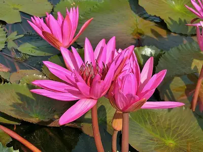 Thale Noi (2)