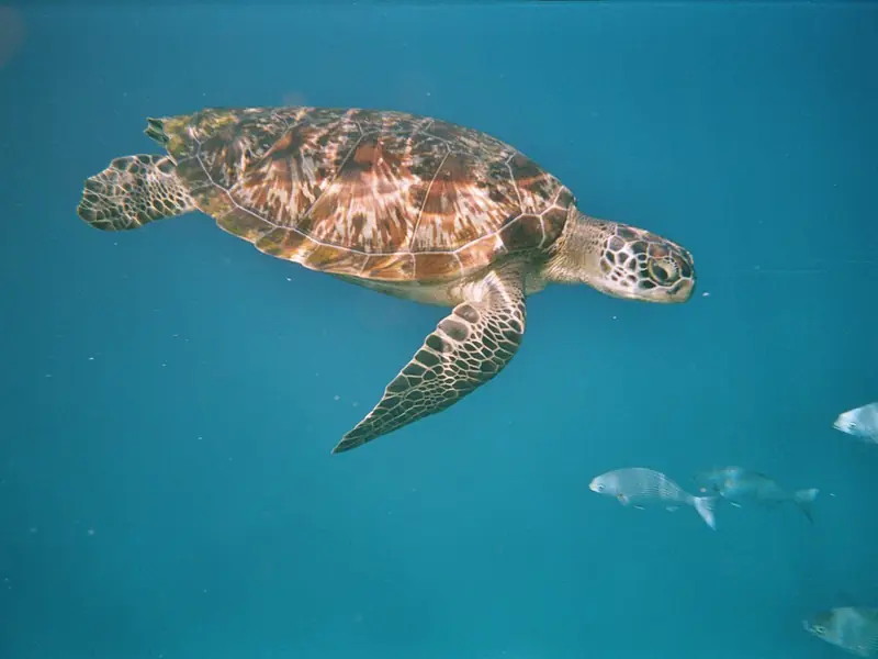 Similaneilanden, Phang Nga