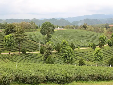 Choui Fong tea plantation in Chiang Rai province, Northern Thailand