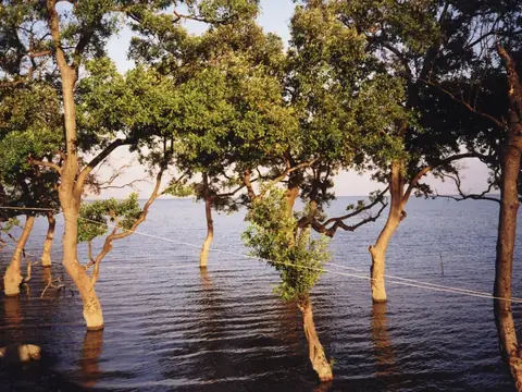 Tree is the ocean at high tide, at Don Hoi Lot, Samut Songkhram Province, Thailand.
Photo taken by User:Ahoerstemeier in 2000.