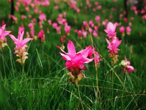 Pa Hin Ngam and the Siam Tulip Fields, Chaiyaphum
