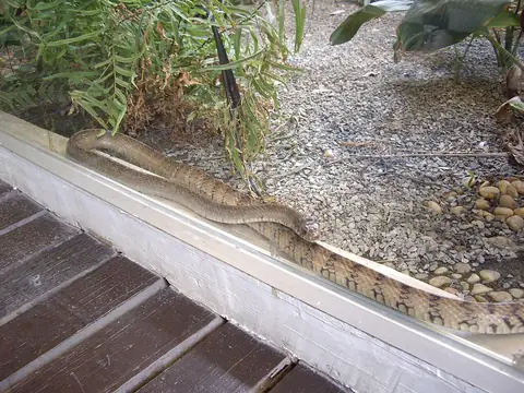 Queen Saovabha Memorial Institute - Snake Farm, Bangkok