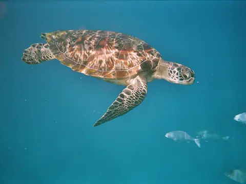 Eine Suppenschildkröte, Andamanen See, Similan Inseln, Thailand