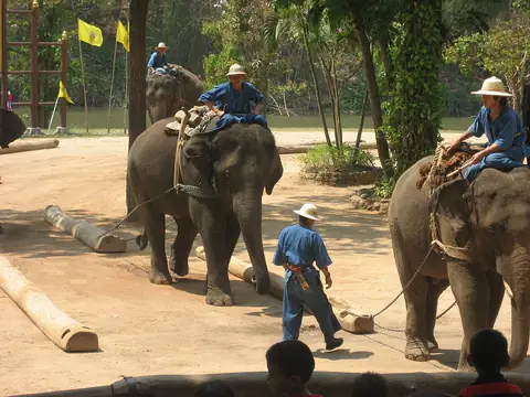 Elephants dragging logs at the Thai Elephant Conservation Center, Lampang, Thailand
